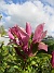 Magnolia  
                                 
2025-05-23 Magnolia_0033