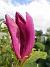 Magnolia  
                                 
2025-05-23 Magnolia_0034