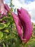 Magnolia  
                                 
2025-05-23 Magnolia_0035