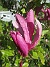 Magnolia  
                                 
2025-05-23 Magnolia_0036