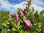 Magnolia  
                                 
2025-05-23 Magnolia_0037