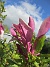 Magnolia  
                                 
2025-05-23 Magnolia_0038