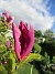 Magnolia  
                                 
2025-05-23 Magnolia_0039