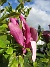 Magnolia_0040  
                                 
2025-05-23 Magnolia_0040