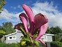 Magnolia_0041  
                                 
2025-05-23 Magnolia_0041