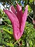 Magnolia_0042  
                                 
2025-05-23 Magnolia_0042