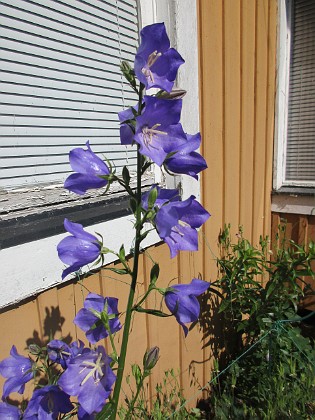 Blåklocka {  } 