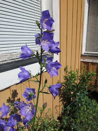 Blåklocka {  } 