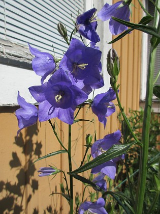 Blåklocka {  } 