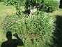 Björken  
  
2025-06-21 Björken_0054