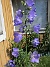 Blåklocka  
                                 
2025-06-21 Blåklocka_0030