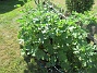 IMG_0013  
                                 
2025-06-21 IMG_0013