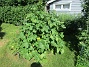 IMG_0059  
                                 
2025-06-21 IMG_0059