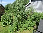 IMG_0065  
                                 
2025-06-21 IMG_0065