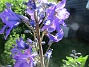 Riddarsporre_0016  
                                 
2025-06-21 Riddarsporre_0016