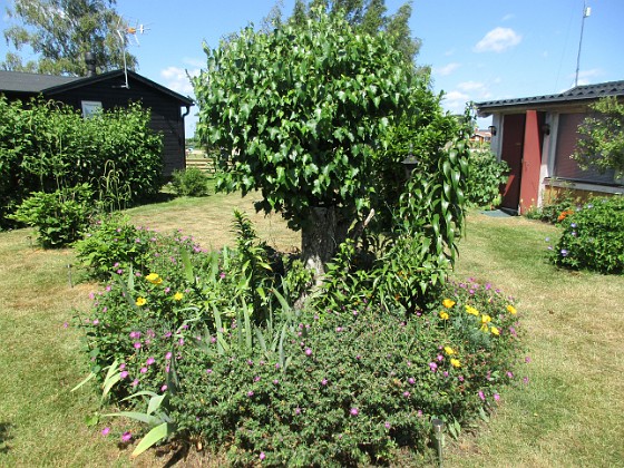 Björken
