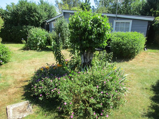 Björken