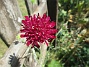Grekisk Vädd  
Knautia macedonica.
Trivs i sol. 
Mörkröda blommor. Höjd 70cm.
Blommar i juli-september.  
2025-06-29 Grekisk Vädd_0028