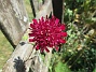 Grekisk Vädd  
Knautia macedonica.
Trivs i sol. 
Mörkröda blommor. Höjd 70cm.
Blommar i juli-september.                                 
2025-06-29 Grekisk Vädd_0029