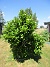 IMG_0059  
                                 
2025-06-29 IMG_0059