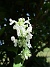 Kantnepeta  
Nepeta faassenii 'Alba'
Trivs i sol. 
Vita blommor. Höjd 30cm.
Blommar i maj-september.  
2025-06-29 Kantnepeta_0018
