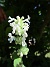 Kantnepeta  
Nepeta faassenii 'Alba'
Trivs i sol. 
Vita blommor. Höjd 30cm.
Blommar i maj-september.  
2025-06-29 Kantnepeta_0020