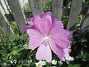 Malva  
                                 
2025-06-29 Malva_0041