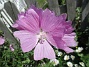 Malva  
                                 
2025-06-29 Malva_0042
