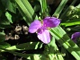 Tremastarblomma  
Tradescantia andersoniana 'Rubra'.
Trivs i sol-halvskugga.
Rödvioletta blommor. Höjd 40 cm.
Blommar i juni-september.  
2025-06-29 Tremastarblomma_0010