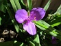 Tremastarblomma  
Tradescantia andersoniana 'Rubra'.
Trivs i sol-halvskugga.
Rödvioletta blommor. Höjd 40 cm.
Blommar i juni-september.  
2025-06-29 Tremastarblomma_0011