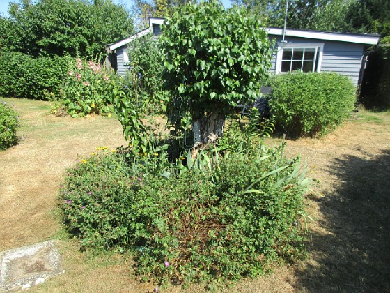 Björken