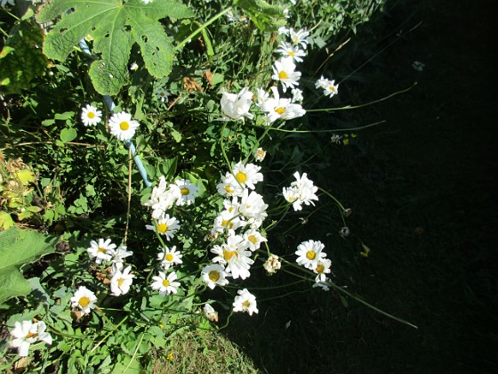 Prästkrage {  } 