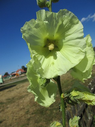 Stockros {  } 