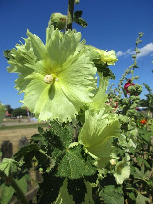 Stockros {  } 
