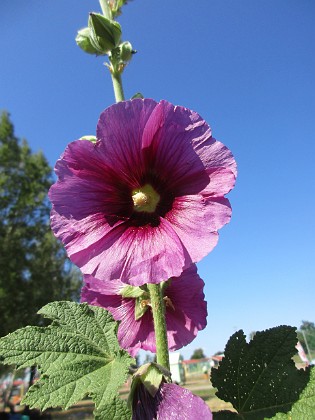 Stockros {  } 