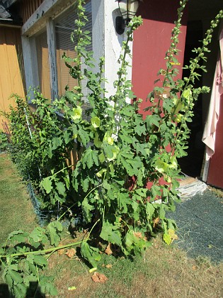 Stockros {  } 