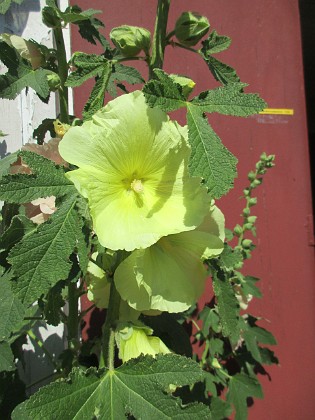 Stockros {  } 