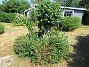 Björken  
  
2025-07-10 Björken_0026