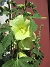                                 (2025-07-10 Stockros_0023)