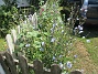 Bakgården  
                                 
2025-07-15 Bakgården_0008