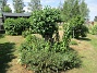 Björken  
  
2025-07-15 Björken_0065