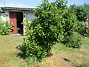                                 (2025-07-15 Granudden_0067)