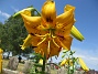                                 (2025-07-15 Liljor_0032)