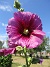  (2025-07-15 Stockros_0023)