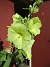                                 (2025-07-15 Stockros_0094)