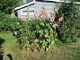 Stockros  
                                 
2025-07-15 Stockros_0096