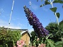                                 (2025-07-15 Syrenbuddleja_0056)