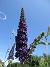                                 (2025-07-15 Syrenbuddleja_0057)