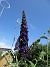                                 (2025-07-15 Syrenbuddleja_0058)