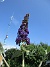                                 (2025-07-15 Syrenbuddleja_0059)